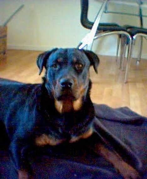 Rottweiler molly - Er jeg ikke flot..-2 år gammel...- billede 10
