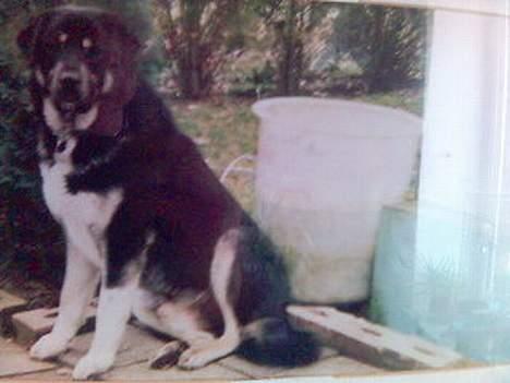 Rottweiler molly - Tyrkiskrottweiler omkring de 90 kg....-Wuf billede 11