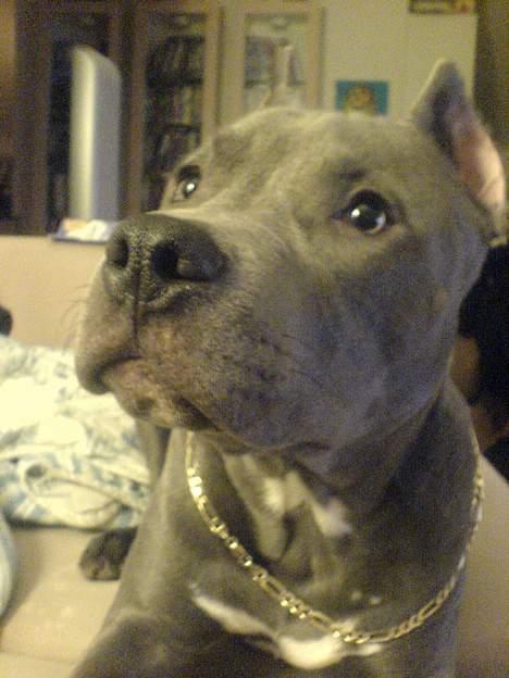 Amerikansk staffordshire terrier Chico billede 18