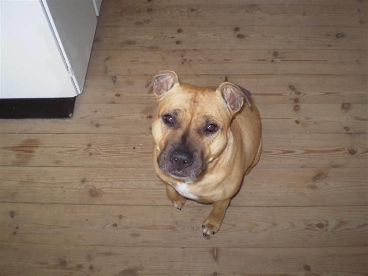 Amerikansk staffordshire terrier Freja - Her er jeg.. billede 3