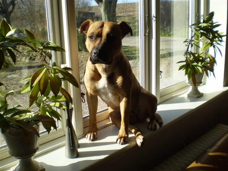 Amerikansk staffordshire terrier Freja - Egentlig må jeg vist ikke sidde i vinduet, ups...:o) billede 4