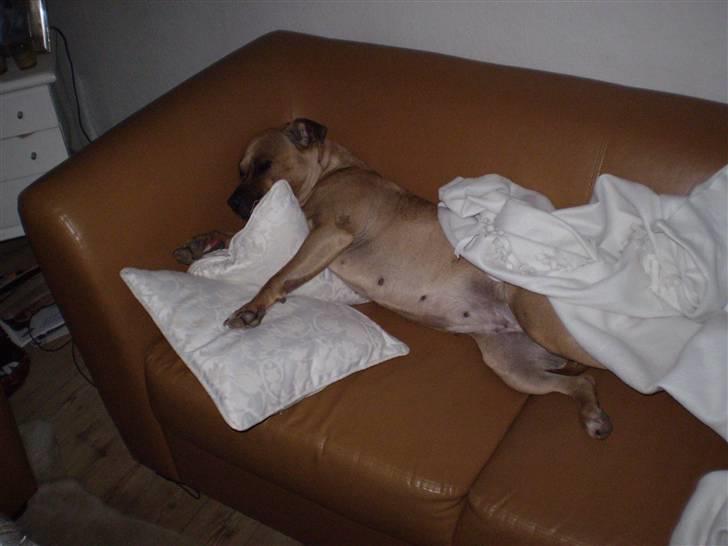 Amerikansk staffordshire terrier Freja - Zzzzzzzzz - prinsessen på ærten..:o) billede 5