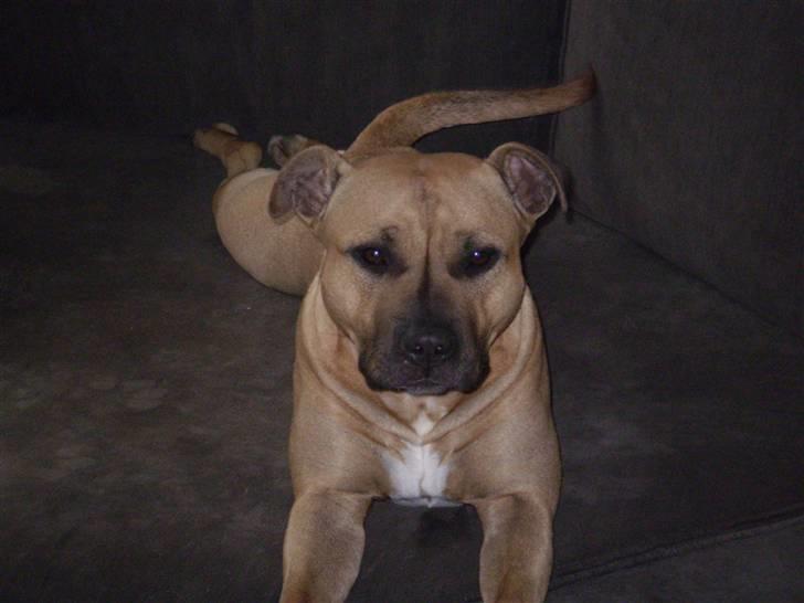 Amerikansk staffordshire terrier Freja - Er jeg ikke dejlig...? Det synes min mor og far ihvertfald...:o) billede 7