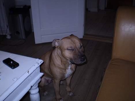 Amerikansk staffordshire terrier Freja - Zzzzz....:o) billede 8