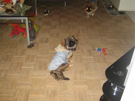 Pekingeser Gizmo - mit tøj. billede 1