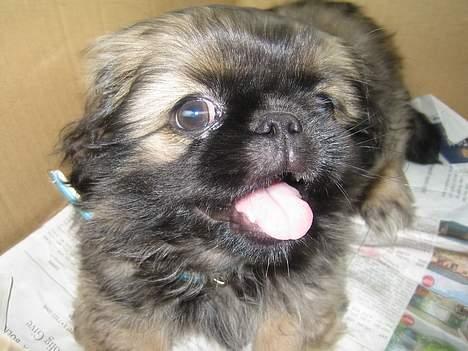 Pekingeser Gizmo - elsker at rikke tunge. billede 2