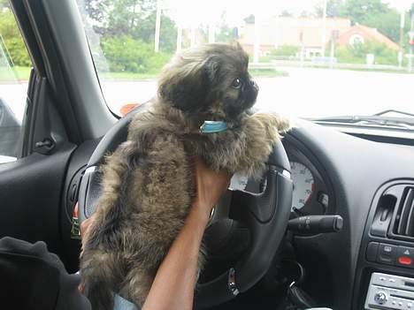 Pekingeser Gizmo - Jeg kan også kører bil. billede 3