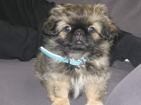 Pekingeser Gizmo - charme trold. billede 4