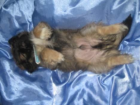 Pekingeser Gizmo - Blev nussert og faldt i søvn. billede 5