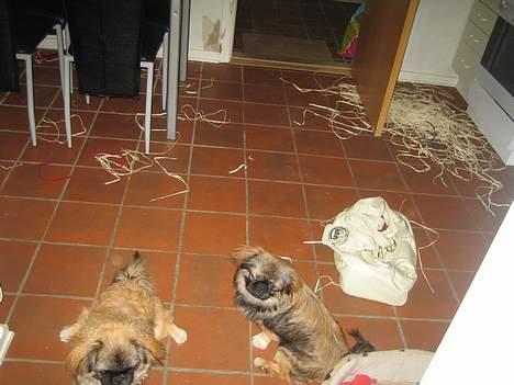 Pekingeser Gizmo - Vi kan altså også lave ulykker, når i bare tager på arbejde. billede 6