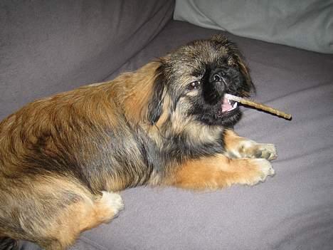 Pekingeser Gizmo - Elsker mit kødben, det er der ingen som må tage. billede 7