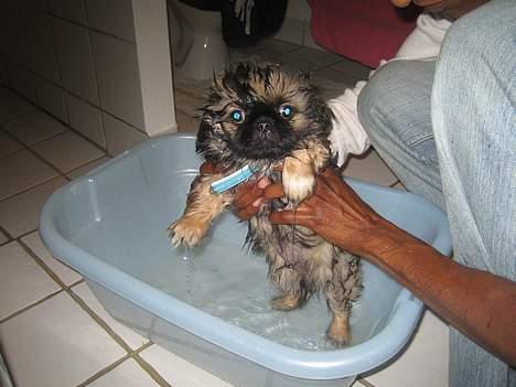 Pekingeser Gizmo - I bad for første gang, ulækkert synes Gizmo. billede 8
