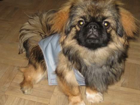 Pekingeser Gizmo - Mig igen, smiler. billede 9