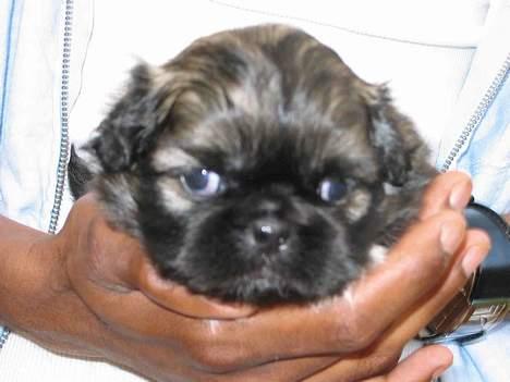 Pekingeser Gizmo - Da de så mig for 2. gang. (De besøgt mig.) billede 10