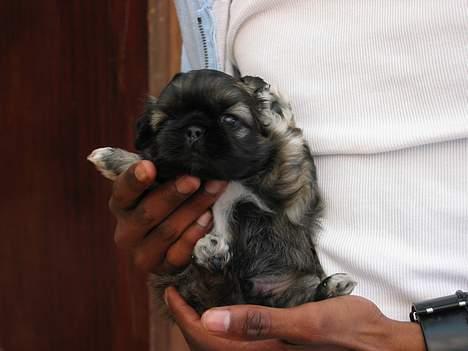 Pekingeser Gizmo - Hvorfor mon de valgt mig. billede 11