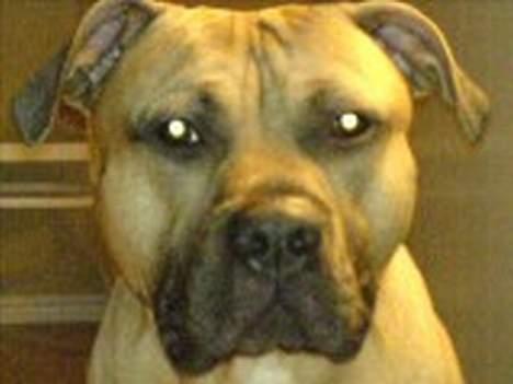 Amerikansk staffordshire terrier Tyson - Her er jeg fotogen billede 1