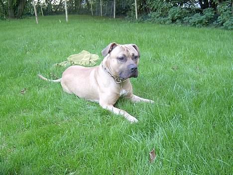 Amerikansk staffordshire terrier Tyson - Ligger lige og holder øje med det hele billede 2