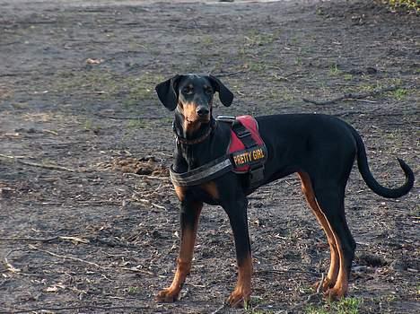 Dobermann Tempo - **NYT 17/2 - 07** Hvad er det der er derhenne ? Er det en  anden hund ? billede 11