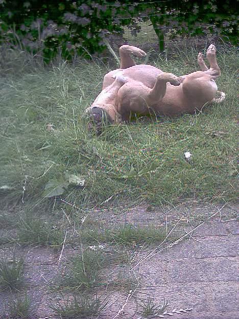 Amerikansk staffordshire terrier Tyson - Uhh ha det er dejligt at rulle sig i min have billede 3