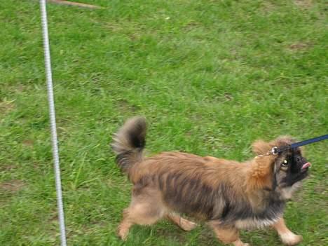 Pekingeser Gizmo - Jamen far så forstå det da, jeg gider ikke mere hunde træning for idag billede 12