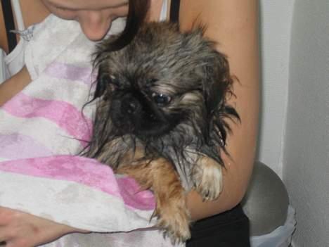 Pekingeser Gizmo - Mor er ond. først i bad, også tørres. billede 13