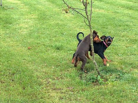 Dobermann Tempo - **NYT 17/2 - 06** Iiiih.. han er så sjoov at lege med billede 12