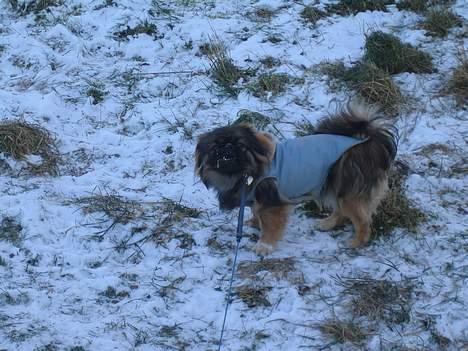 Pekingeser Gizmo - sne vejr for første gang, lækkert.  billede 14