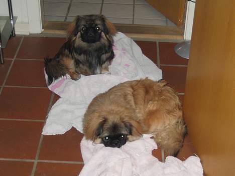 Pekingeser Gizmo - Vi driller da bare mor, ved at lægge os på hende vaske tøj. så vil hun nemlig ikke vægge os, så vi får lov til at blive liggende. billede 15