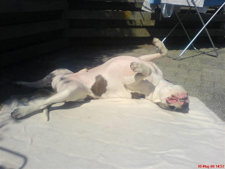 Amerikansk staffordshire terrier Diego R.I.P. - ooohhhh sol....   jeg elsker dig...  billede 12