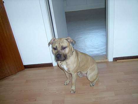 Amerikansk staffordshire terrier Tyson - Sidder lige og tar en tænker billede 5