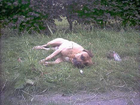 Amerikansk staffordshire terrier Tyson - SÅ dejligt at sole sig billede 6