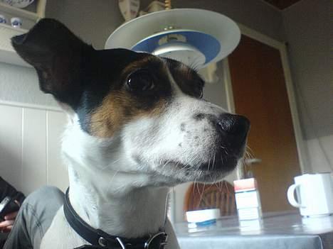 Dansk svensk gaardhund Frida - Lille Frida billede 14