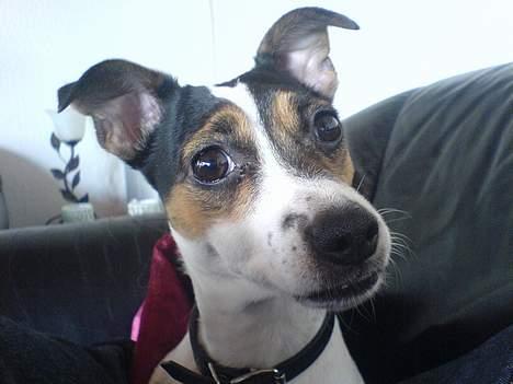 Dansk svensk gaardhund Frida - Nuurh sødt billede 15