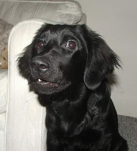 Blanding af racer Misty - Så er jeg blevet 6 mdr! Er jeg ikke fiin? billede 10