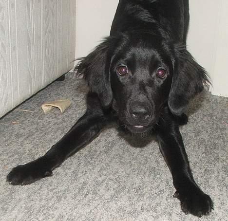 Blanding af racer Misty - Du ka´ bar´ komme an! billede 11