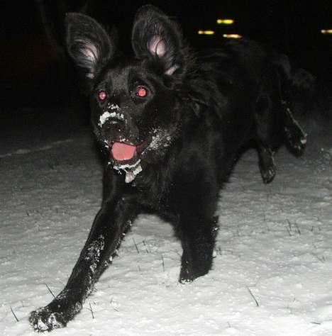 Blanding af racer Misty - Juhuuuu! "I believe I can fly!" billede 12