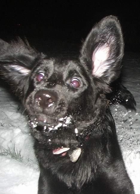 Blanding af racer Misty - Har jeg noget ørevoks? billede 13