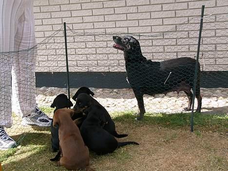 Blanding af racer Chevy - her står jeg og kikker op og der kan man se mine hvalpe billede 1