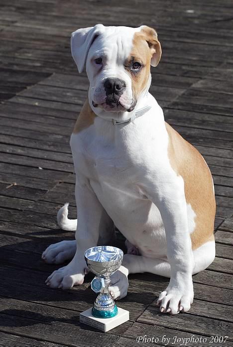 Amerikansk bulldog Victor - mig og min 3 plads billede 1