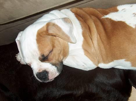 Amerikansk bulldog Victor - får mig lige en lur på ryggen af min gode sambo Baloo billede 3