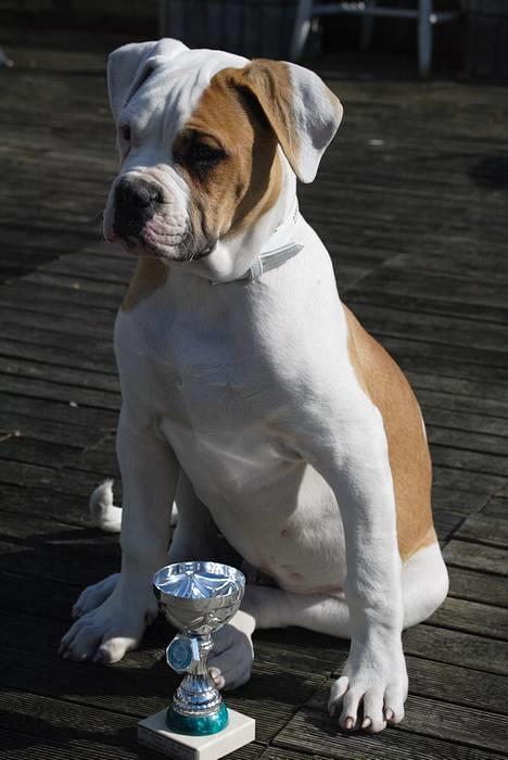 Amerikansk bulldog Victor - så smuk jeg er:-) billede 4