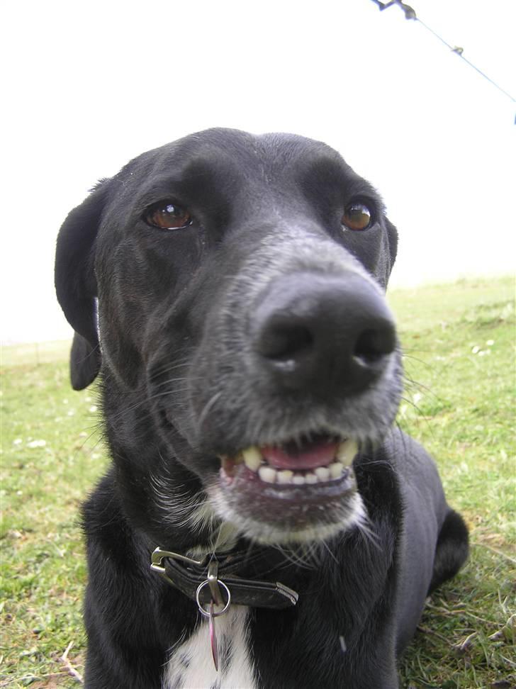 Blanding af racer Tikka billede 11