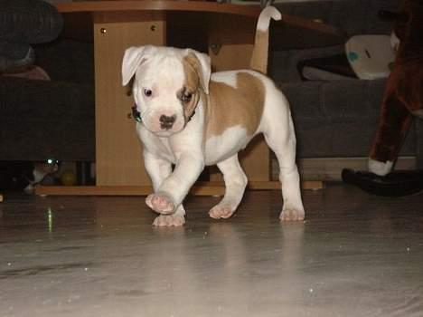 Amerikansk bulldog Victor billede 5