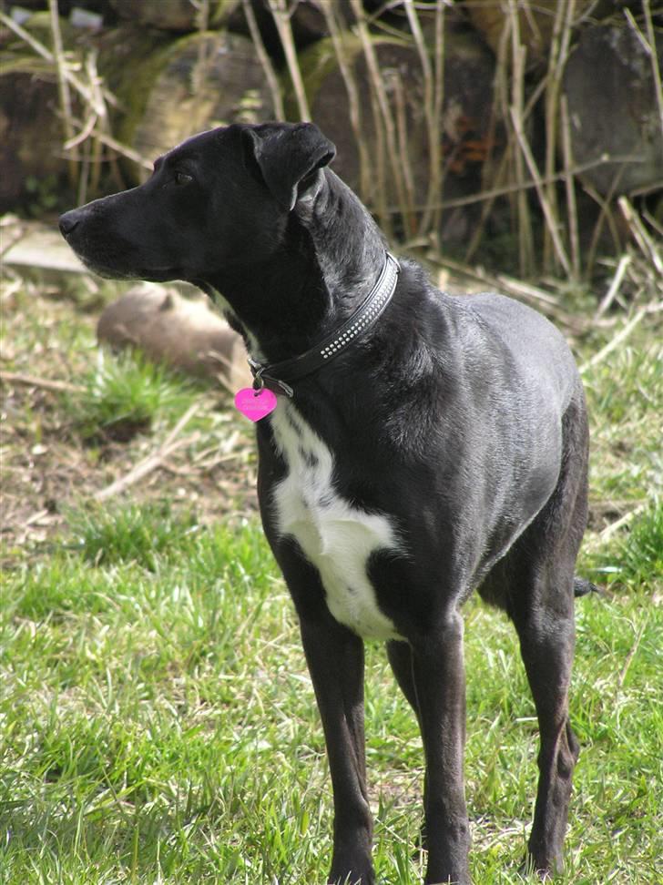 Blanding af racer Tikka billede 12