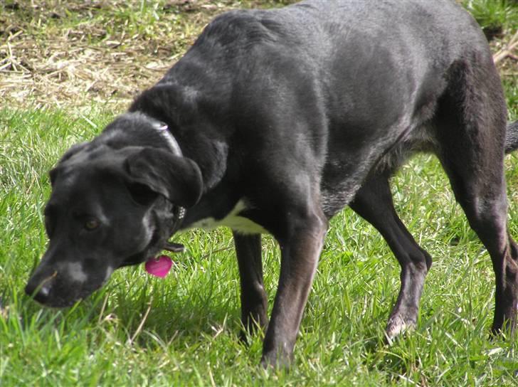 Blanding af racer Tikka billede 13