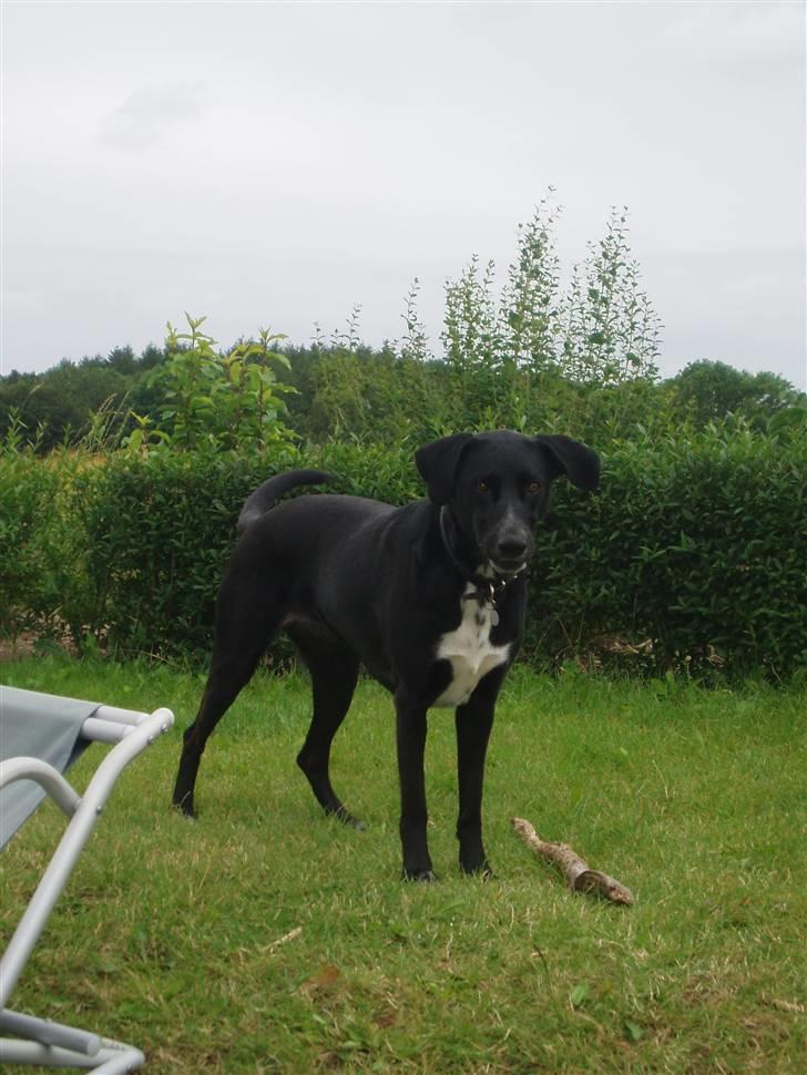 Blanding af racer Tikka billede 14