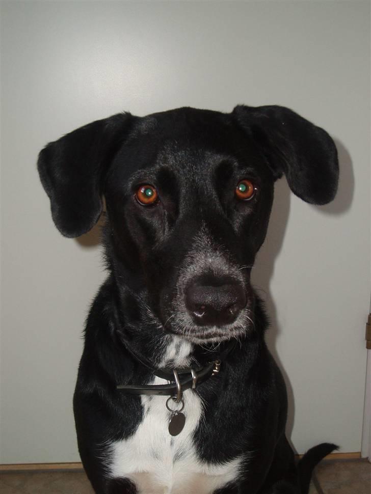 Blanding af racer Tikka billede 15