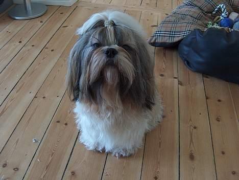 Shih tzu Buller billede 11