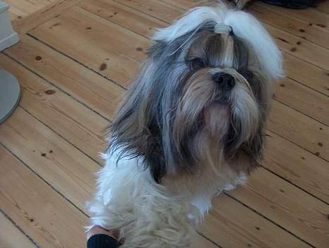 Shih tzu Buller billede 13