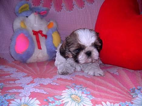 Shih tzu Buller - 8 uger gammel :) billede 14